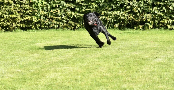 Cão Labrador Preto Engraçado Correndo Muito Rápido Gramado Bonito — Fotografia de Stock