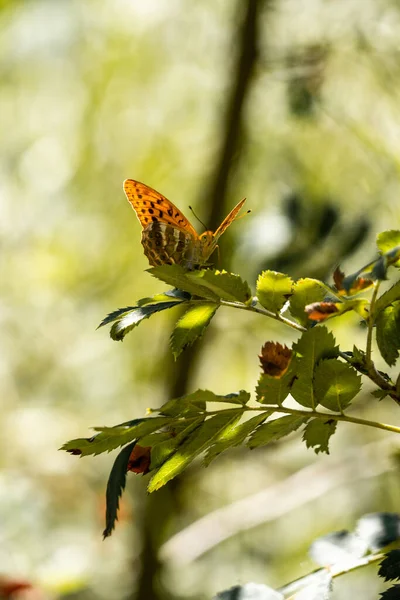 Mariposa Naranja Sentada Rama Verde — Foto de Stock