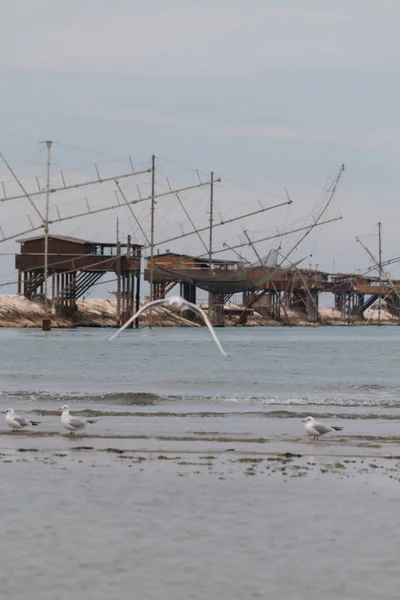 Uno Scenario Tranquillo Dei Gabbiani Sulla Costa Dell Oceano Con — Foto Stock