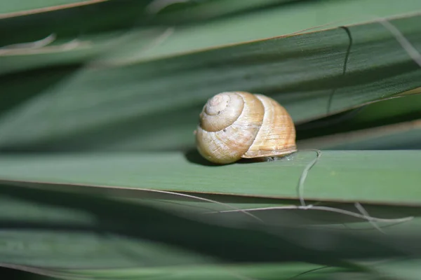 一只蜗牛爬在草地上的特写镜头 — 图库照片