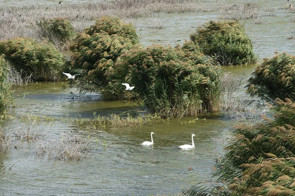 Lago Carla Grécia Hospeda Mais 000 Aves Espécies Pelicanas Ameaçadas — Fotografia de Stock