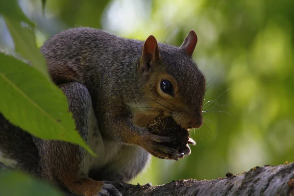かわいいリスが木の上でナッツを食べる — ストック写真
