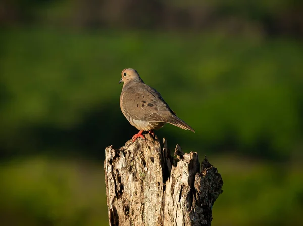 Mourning Dove Bird Perched Wood — Stock Photo, Image