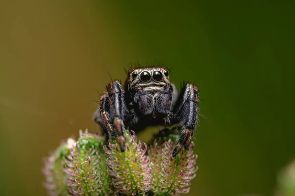 Egy Közeli Kép Egy Pókról Egy Homályos Hátterű Növényen — Stock Fotó