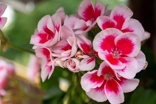 Close Flores Cor Rosa — Fotografia de Stock