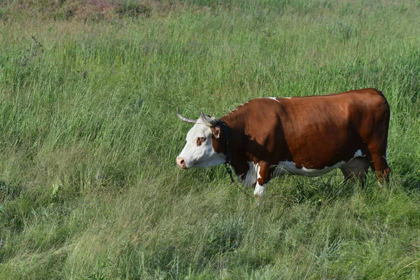 一头棕色的奶牛在牧场里吃草 — 图库照片