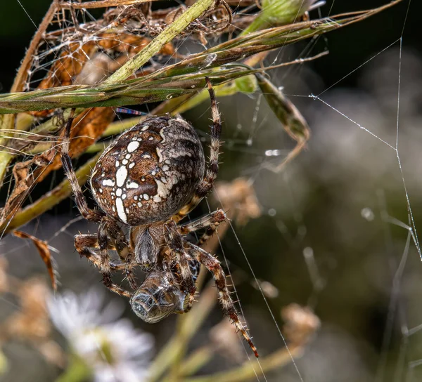 Ένα Κοντινό Πλάνο Μιας Αράχνης Ένα Δίχτυ Παγιδευμένα Έντομα — Φωτογραφία Αρχείου