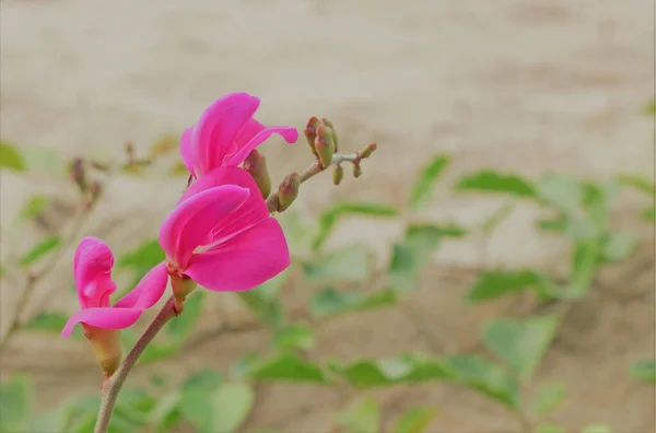 Güneydoğu Asya Bir Plajda Yetişen Pembe Bayhop Çiçeği — Stok fotoğraf