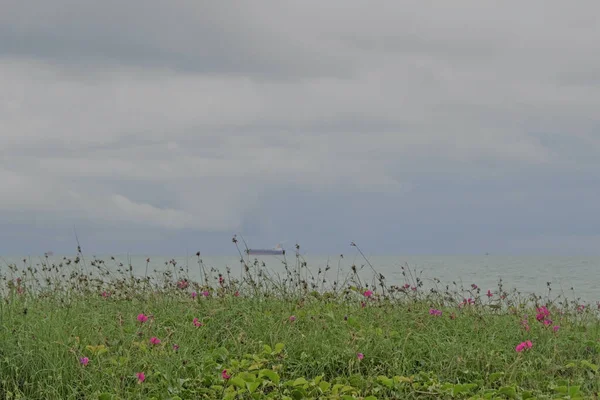 A meadow of wild bayhop flowers beside the ocean. Blurred on the horizon is a ship.