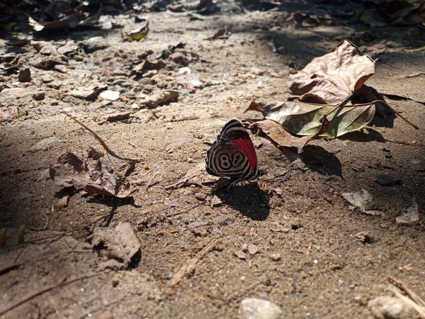 Uma Borboleta Colorida Exótica Chão Sujo — Fotografia de Stock