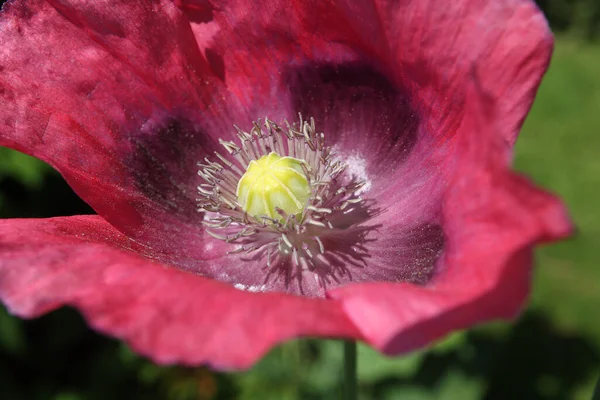 夏初特写时阳光下的红色罂粟 — 图库照片