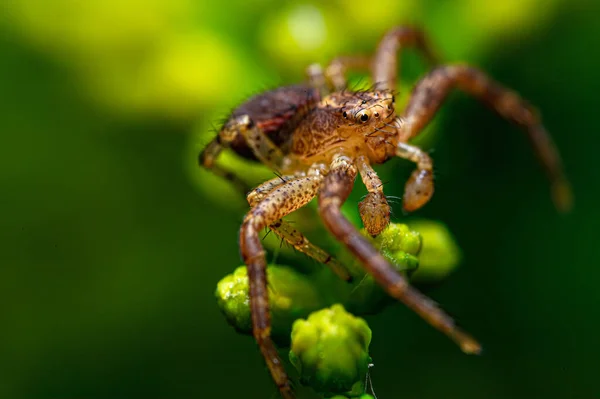 蜘蛛在背景模糊的植物上的特写镜头 — 图库照片