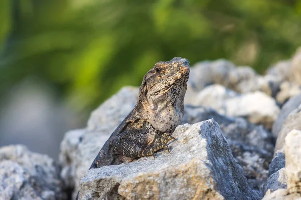 Tiro Perto Lagarto Garganta Branca Selvagem Uma Rocha — Fotografia de Stock