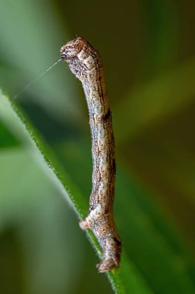 Detailní Záběr Můry Housenky Zelené Rostlině — Stock fotografie