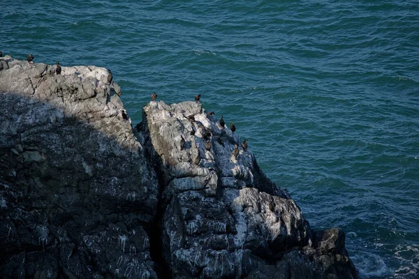 Vogelkolonie Great Cormorant Phalacrocorax Carbo Kliffen Ierland Donkerblauw Water Van — Stockfoto