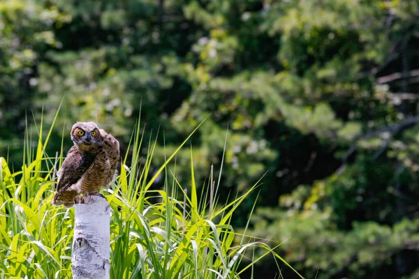Closeup Shot Cute Baby Owl Tree Park — Stock Photo, Image