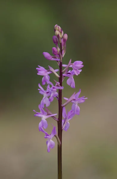 Svislý Detailní Záběr Orchideje Rozkvetlého Divokého Prutu — Stock fotografie