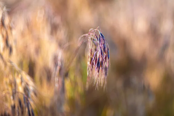 草を育てることの選択的焦点 — ストック写真