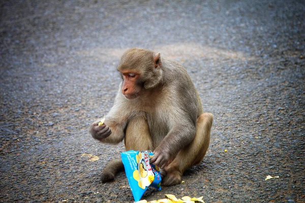 Closeup Macaque Eating Chips Street — Stock Photo, Image