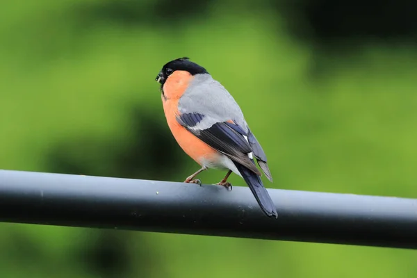 Ευρασιατική Bullfinch Pyrrhula Σκαρφαλωμένη Ένα Παχύ Σύρμα — Φωτογραφία Αρχείου