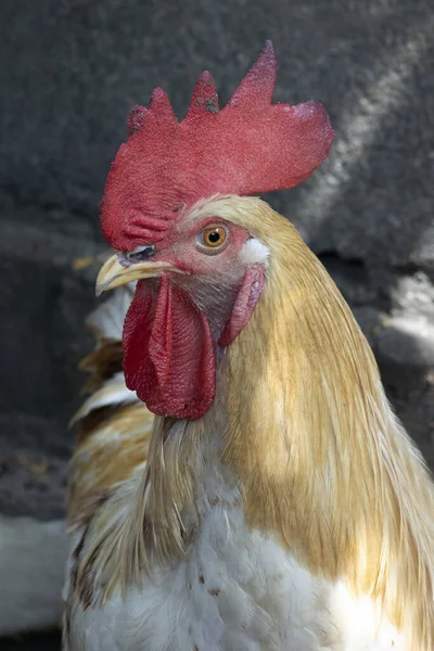 Cor Branca Rooster Closeup Vie — Fotografia de Stock