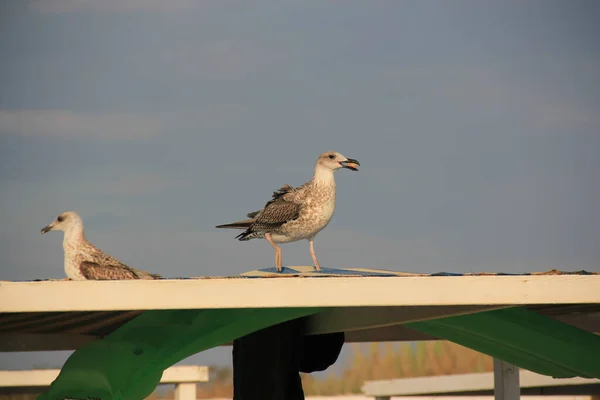 Tiro Perto Uma Gaivota Cinzenta Empoleirada Telhado Branco — Fotografia de Stock