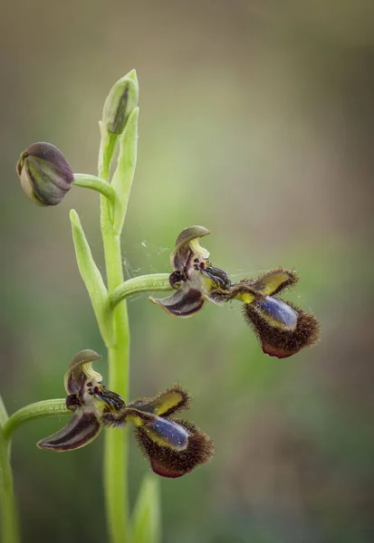 Plano Vertical Una Hermosa Orquídea Espejo Aire Libre —  Fotos de Stock