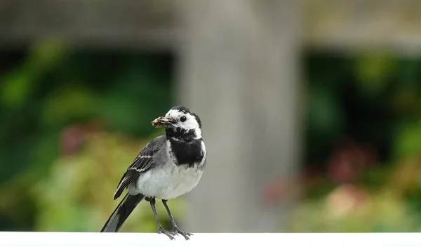 Close Pássaro Wagtail Torto Com Presas Insetos Seu Bico — Fotografia de Stock