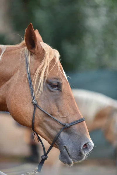 背景模糊的农场上一匹马的垂直镜头 — 图库照片