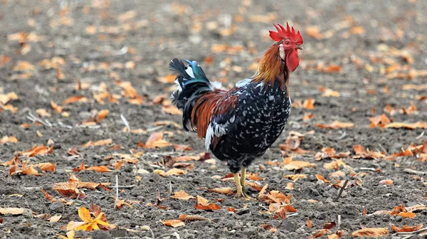 農地で鶏のクローズアップショット — ストック写真