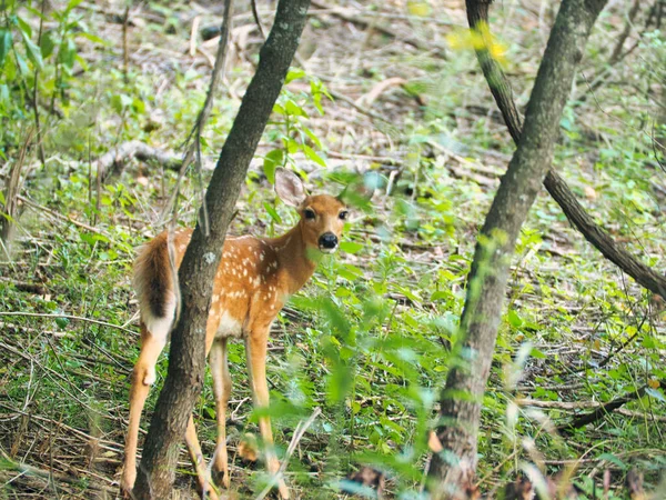 Zbliżenie Zdjęcia Jelenia Patrzącego Kamerę Parku Erniego Millera Nature Center — Zdjęcie stockowe