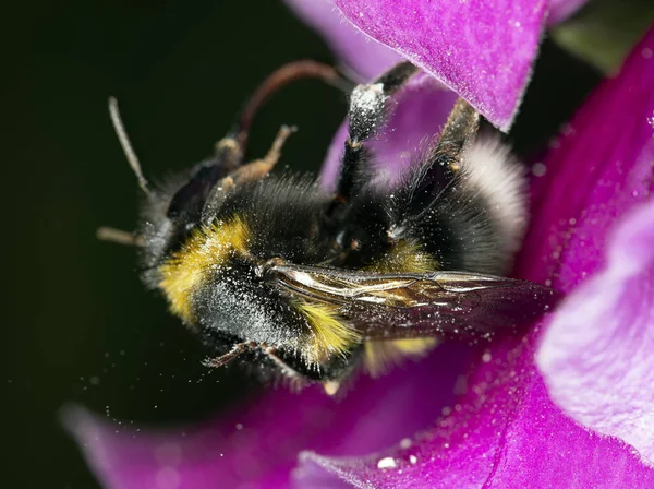 Närbild Biet Samla Pollen — Stockfoto