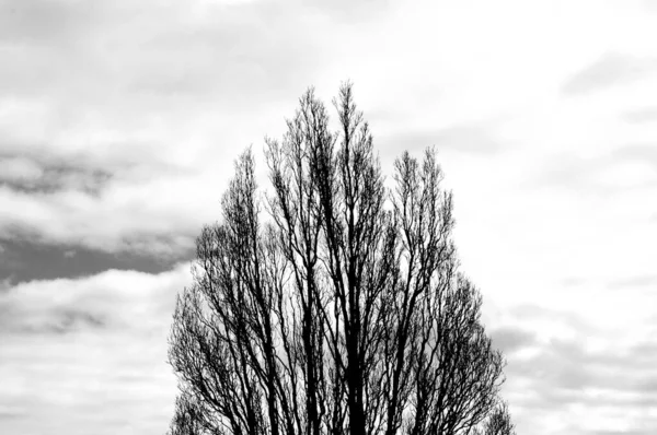 曇り空を背景にシルエットの裸の木のモノクロ写真 — ストック写真