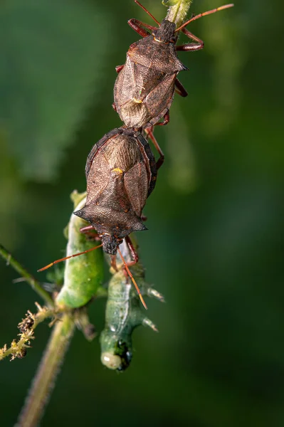 Primer Plano Escarabajos Rama Planta — Foto de Stock