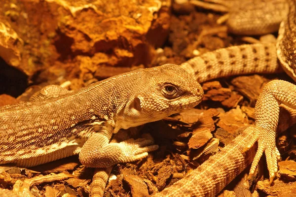 Close Iguana Deserto Dipsosaurus Dorsalis Terrário — Fotografia de Stock