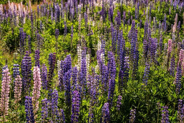 Beau Cliché Lupins Violets Dans Jardin Soleil — Photo