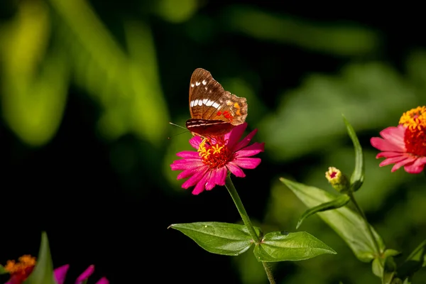 Primer Plano Una Mariposa Sobre Una Flor —  Fotos de Stock