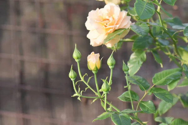 Красиві Жовті Троянди Цвітуть Саду — стокове фото