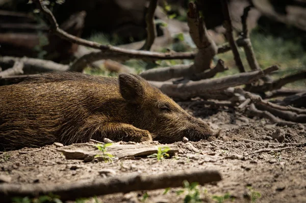 Lindo Jabalí Dormido Suelo — Foto de Stock