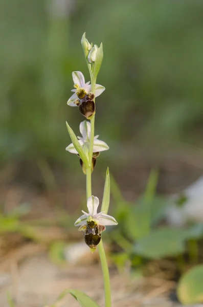 Plano Vertical Una Hermosa Orquídea Woodcock Aire Libre —  Fotos de Stock