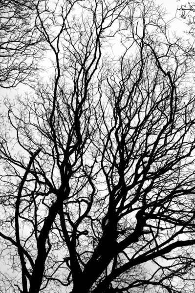 曇り空を背景にした白木の枝のモノクロ写真 — ストック写真