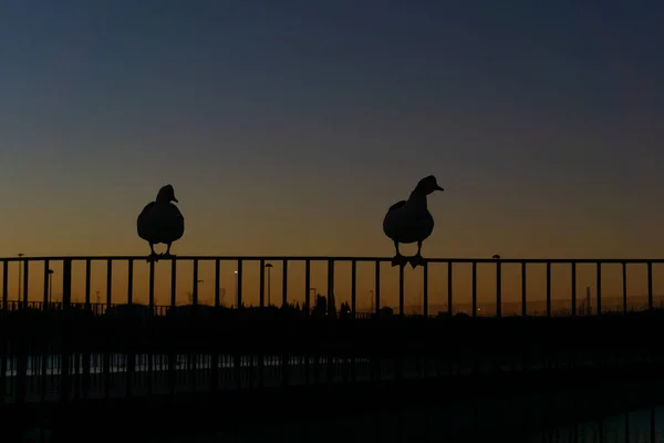 Silhouette Von Enten Bei Sonnenaufgang Auf Dem Zaun Eines Sees — Stockfoto