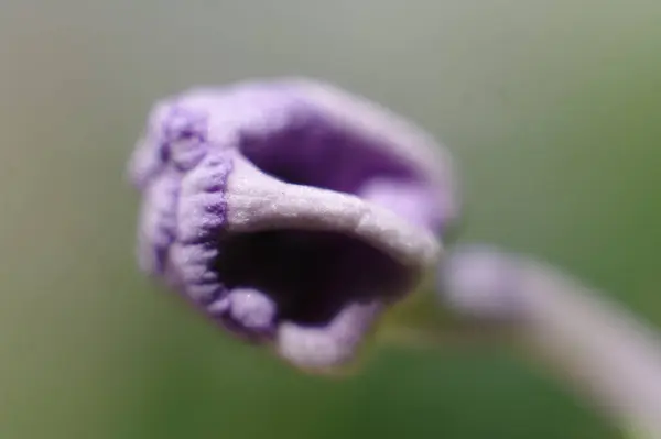 Крупним Планом Зображення Фіолетового Стебла Квітки — стокове фото
