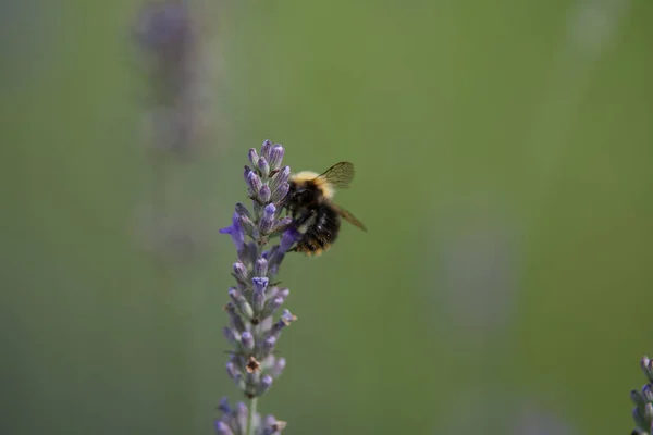 Nahaufnahme Einer Biene Die Eine Lavendelblüte Bestäubt — Stockfoto