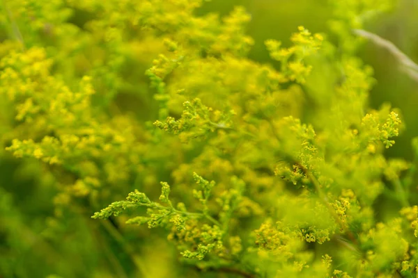 ぼやけた背景を持つフィールド内の未開花黄色の野花の選択的な焦点 — ストック写真