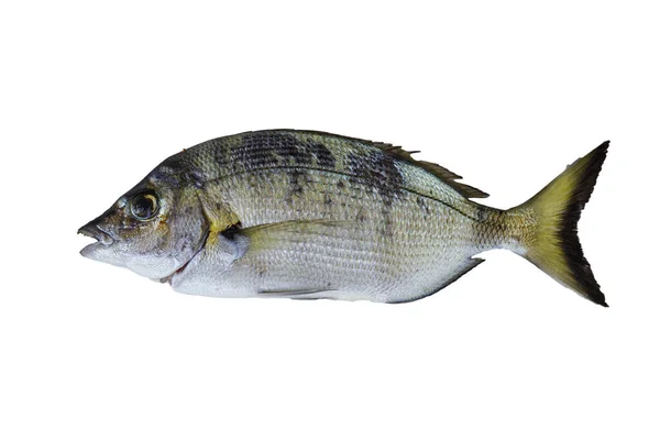 Pește Bream Sheephead Izolat Fundal Alb Spațiu Liber Pentru Text — Fotografie, imagine de stoc