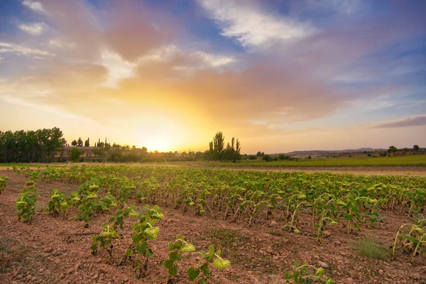 Uma Bela Vista Dos Campos Agrícolas Pôr Sol — Fotografia de Stock