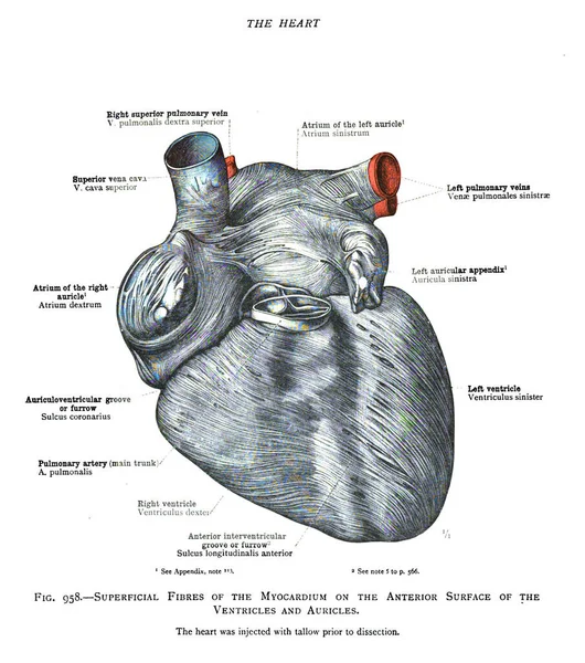 心臓の構造を説明する19世紀のヴィンテージ解剖学の教科書ページ — ストック写真