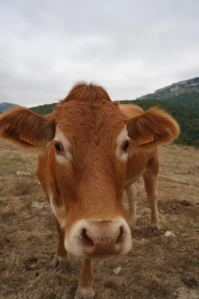 Vertical Shot Cute Brown Calf — Stock Photo, Image