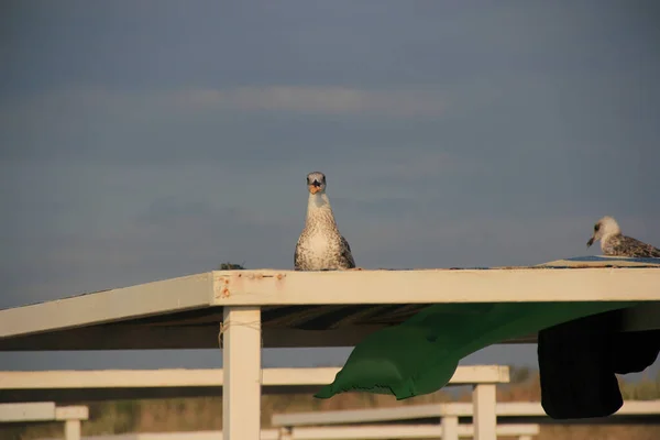 Tiro Perto Uma Gaivota Cinzenta Empoleirada Telhado Branco — Fotografia de Stock